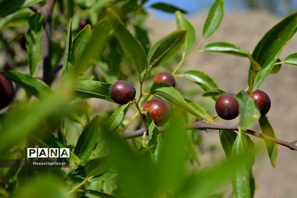 به ثمر رسیدن عناب های بومی شهرستان خوسف