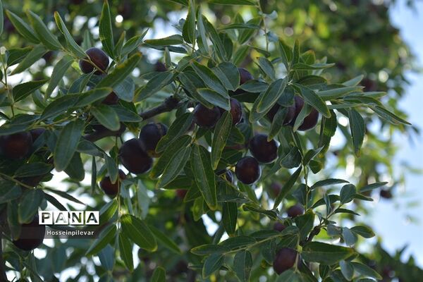 به ثمر رسیدن عناب های بومی شهرستان خوسف