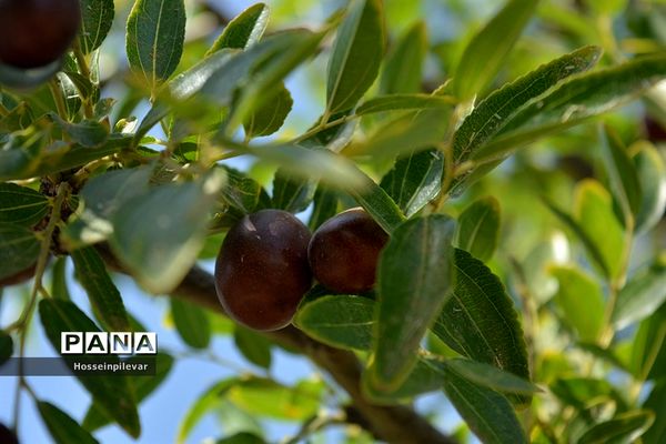 به ثمر رسیدن عناب های بومی شهرستان خوسف