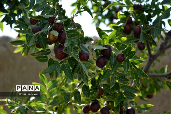 به ثمر رسیدن عناب های بومی شهرستان خوسف