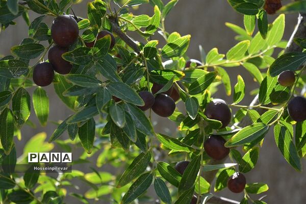 به ثمر رسیدن عناب های بومی شهرستان خوسف