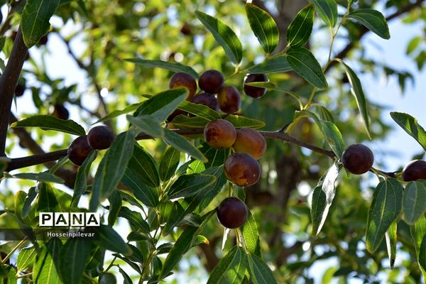 به ثمر رسیدن عناب های بومی شهرستان خوسف