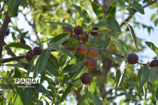به ثمر رسیدن عناب های بومی شهرستان خوسف