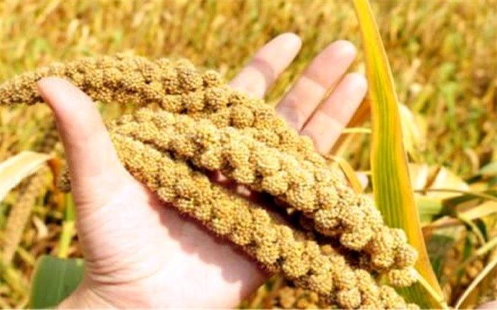 با کاهنده سریع قند خون آشنا شوید