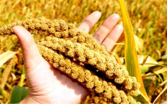 با کاهنده سریع قند خون آشنا شوید
