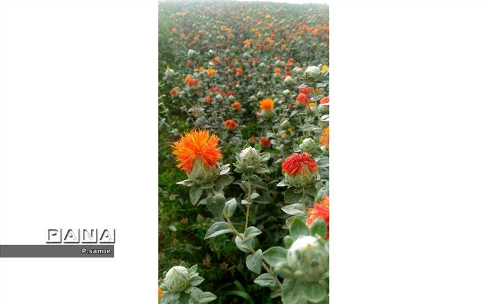 برداشت وسیع گیاه گلرنگ ،برای اولین بار در فرخ‌شهر