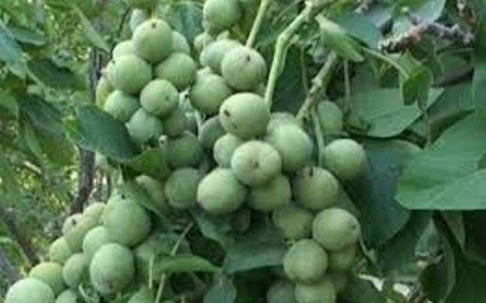 سالی پربار برای باغداران گردو در گیلان