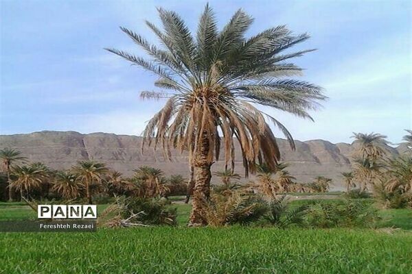 درختان خرما روستای بندان شهرستان نهبندان