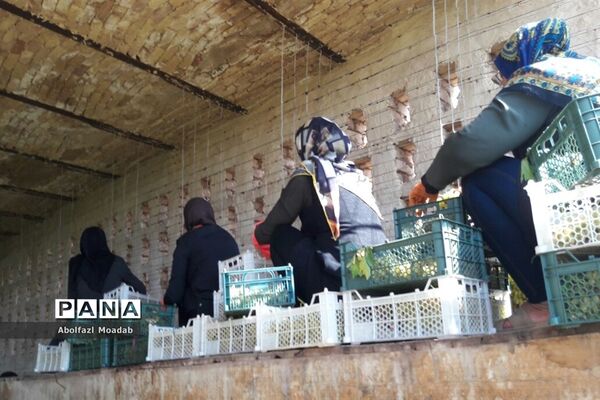 برداشت محصولات انگور از تاکستان‌های منطقه خلیل آباد
