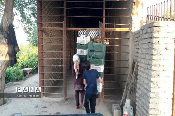 برداشت محصولات انگور از تاکستان‌های منطقه خلیل آباد