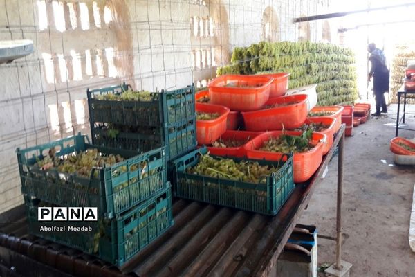 برداشت محصولات انگور از تاکستان‌های منطقه خلیل آباد