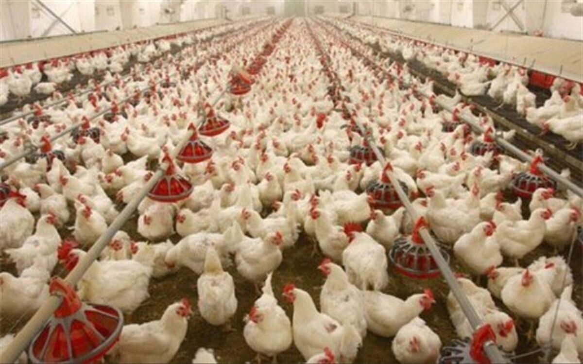 حل مشکل ممنوعیت خروج مرغ از گیلان  به زودی
