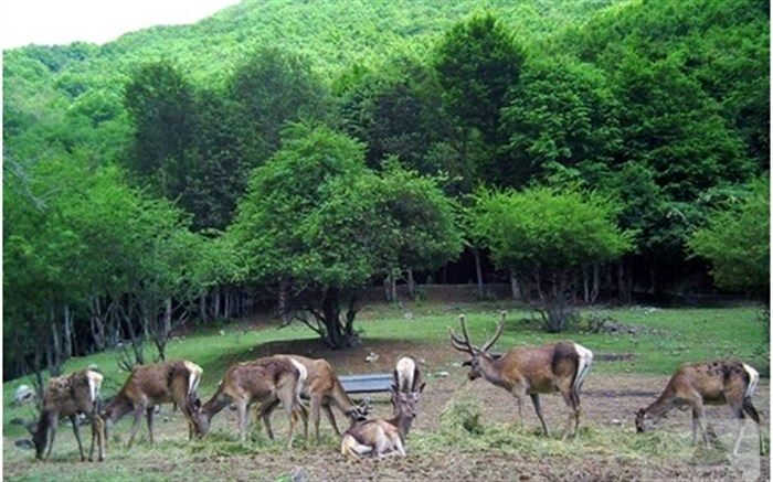 احیای نسل مارال‌ها، ارسباران دوباره جان می‌گیرد