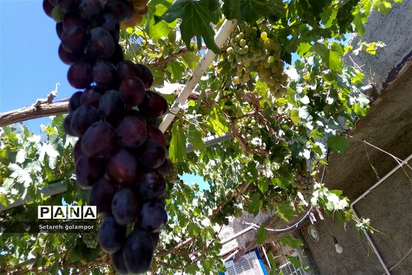 به ثمر رسیدن انگورهای بومی شهرستان درمیان