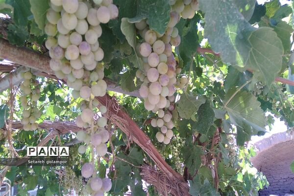به ثمر رسیدن انگورهای بومی شهرستان درمیان