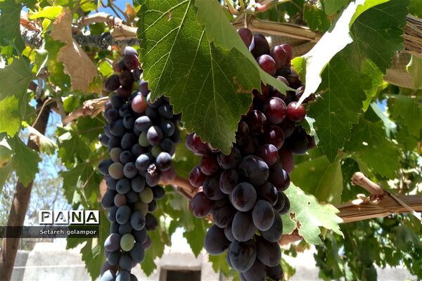 به ثمر رسیدن انگورهای بومی شهرستان درمیان