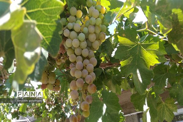 به ثمر رسیدن انگورهای بومی شهرستان درمیان