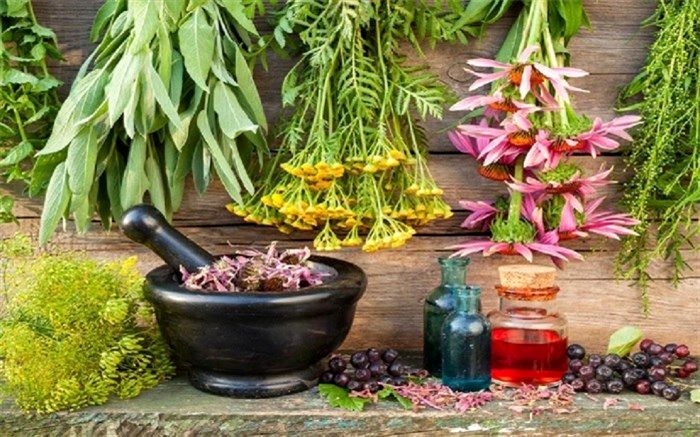 5 گیاه تنظیم‌کننده  هورمون‌های بدن