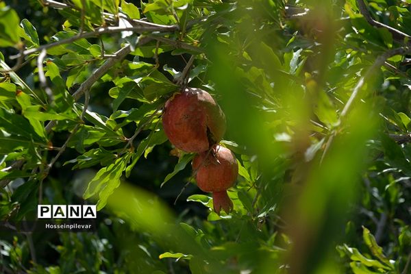 به ثمر رسیدن انار درشهرستان خوسف