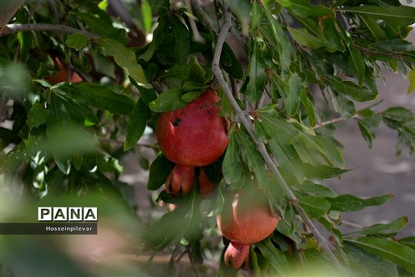 به ثمر رسیدن انار درشهرستان خوسف