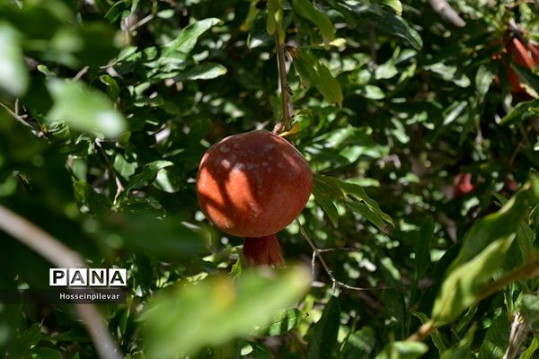 به ثمر رسیدن انار درشهرستان خوسف