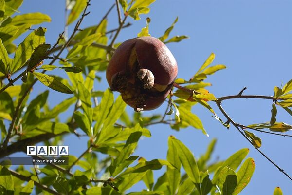 به ثمر رسیدن انار درشهرستان خوسف