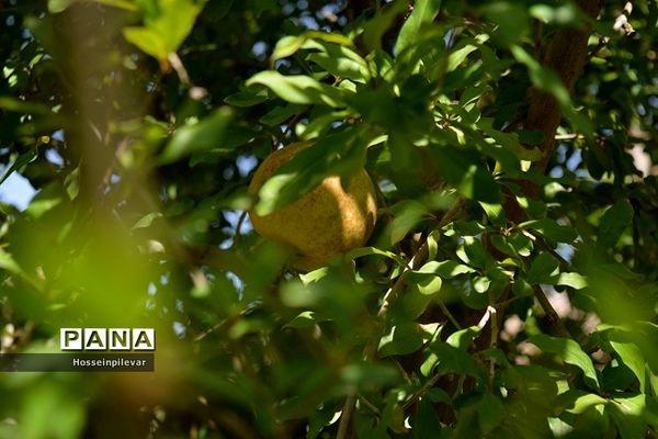 به ثمر رسیدن انار درشهرستان خوسف