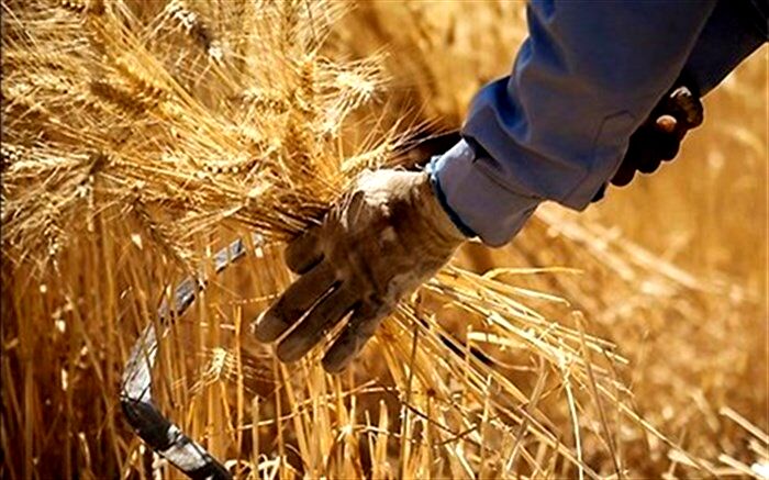 بیش از 106هزار تن گندم خرید تضمینی در آذربایجان‌شرقی