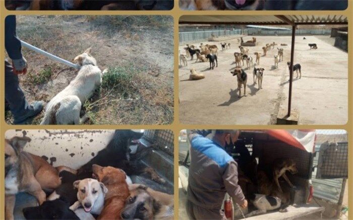 جمع‌آوری و زنده گیری سگ‌های ولگرد در مشکین دشت کرج