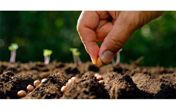 بذر مورد نیاز کشاورزان استان قزوین برای کشت پاییزه تأمین شده است