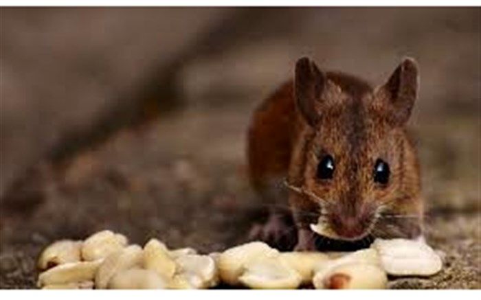 کاهش ۲۰ درصدی تماس‌ شهروندان با موضوع موش