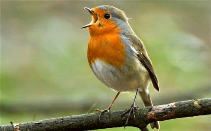 حقایقی درباره آواز خواندن پرندگان