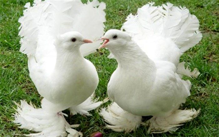 کبوترهای میلیونر