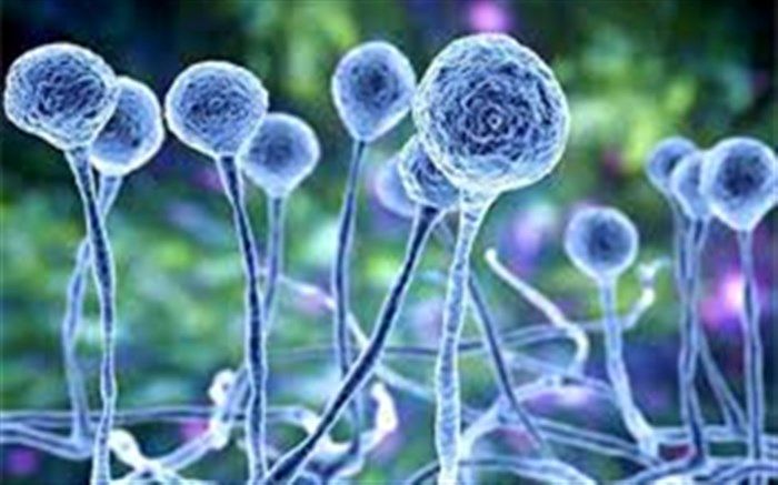 دومین محموله داروی درمان قارچ سیاه به کشور وارد شد