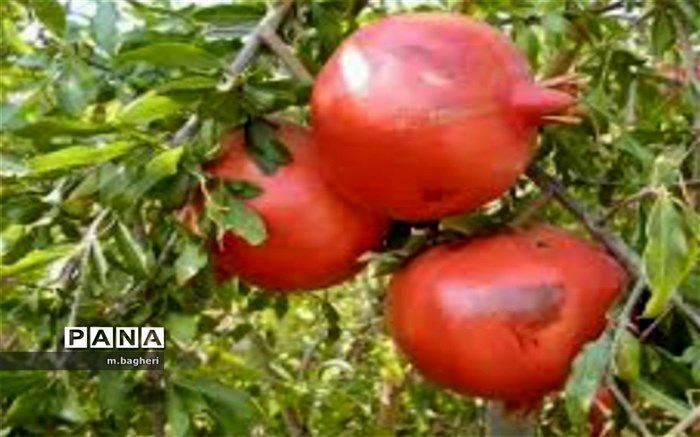 برداشت یاقوت سرخ درشهرکاج