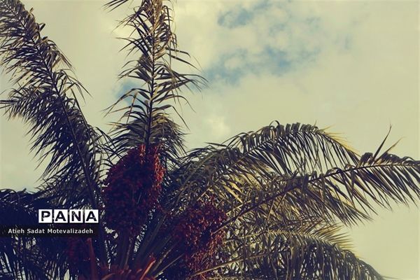 بافق، معدن خرمای استان یزد