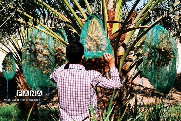 بافق، معدن خرمای استان یزد