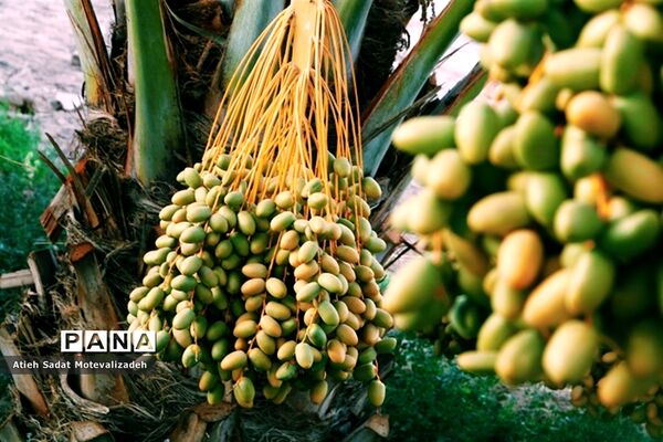 بافق، معدن خرمای استان یزد