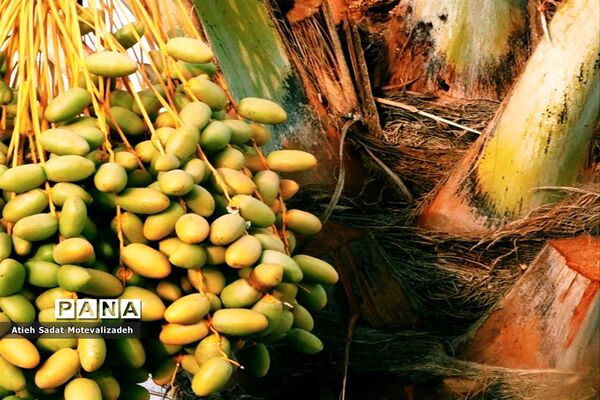 بافق، معدن خرمای استان یزد