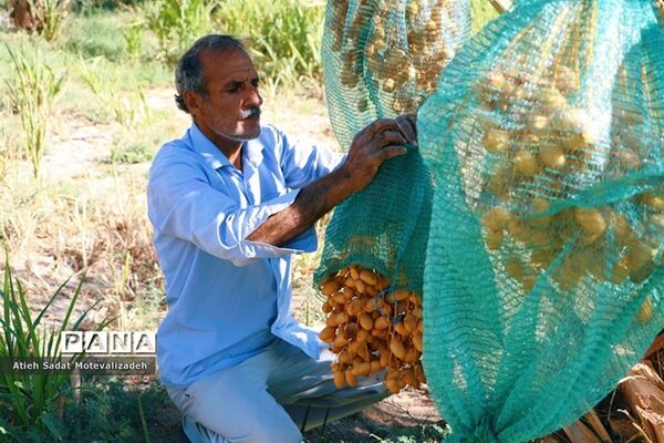 بافق، معدن خرمای استان یزد