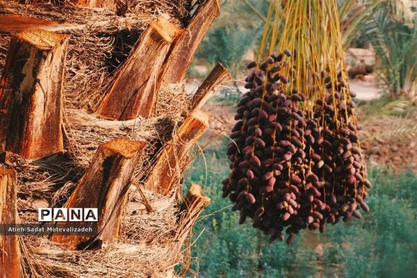 بافق، معدن خرمای استان یزد