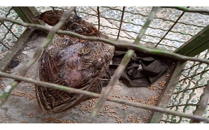 قرقاول وحشی زخمی، درمان شد