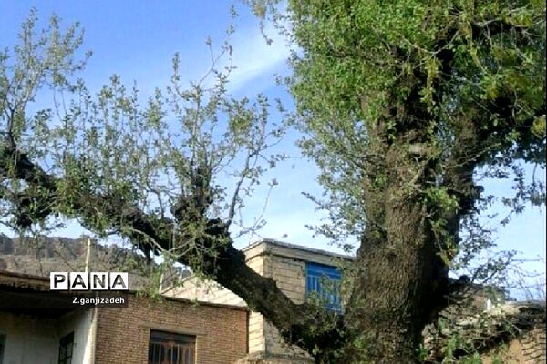 جاذبه های طبیعی روستای مَمَسَنی