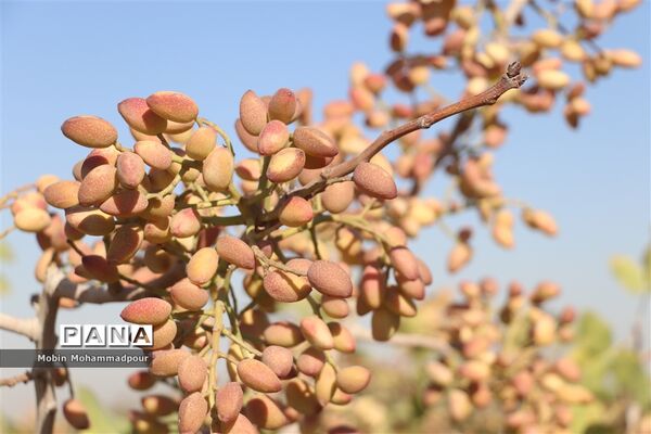 برداشت پسته از باغات ایلخچی