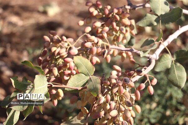 برداشت پسته از باغات ایلخچی