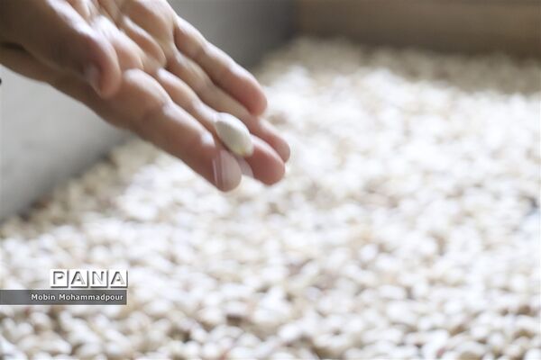 برداشت پسته از باغات ایلخچی