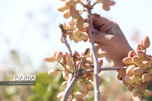 برداشت پسته از باغات ایلخچی