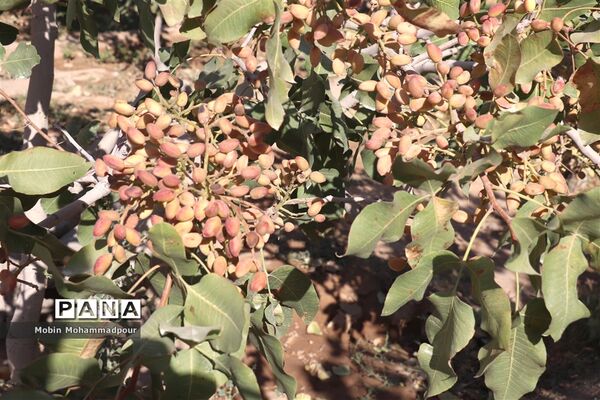 برداشت پسته از باغات ایلخچی