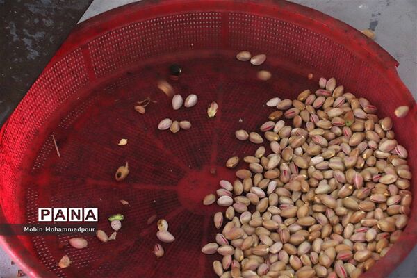 برداشت پسته از باغات ایلخچی