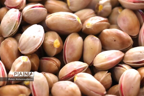 برداشت پسته از باغات ایلخچی